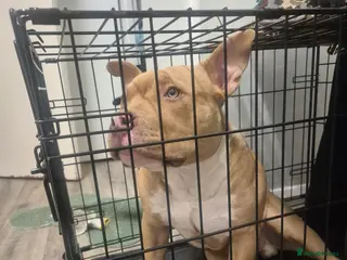 American Bulldog dogs Sugar Cane in London - Advert 1