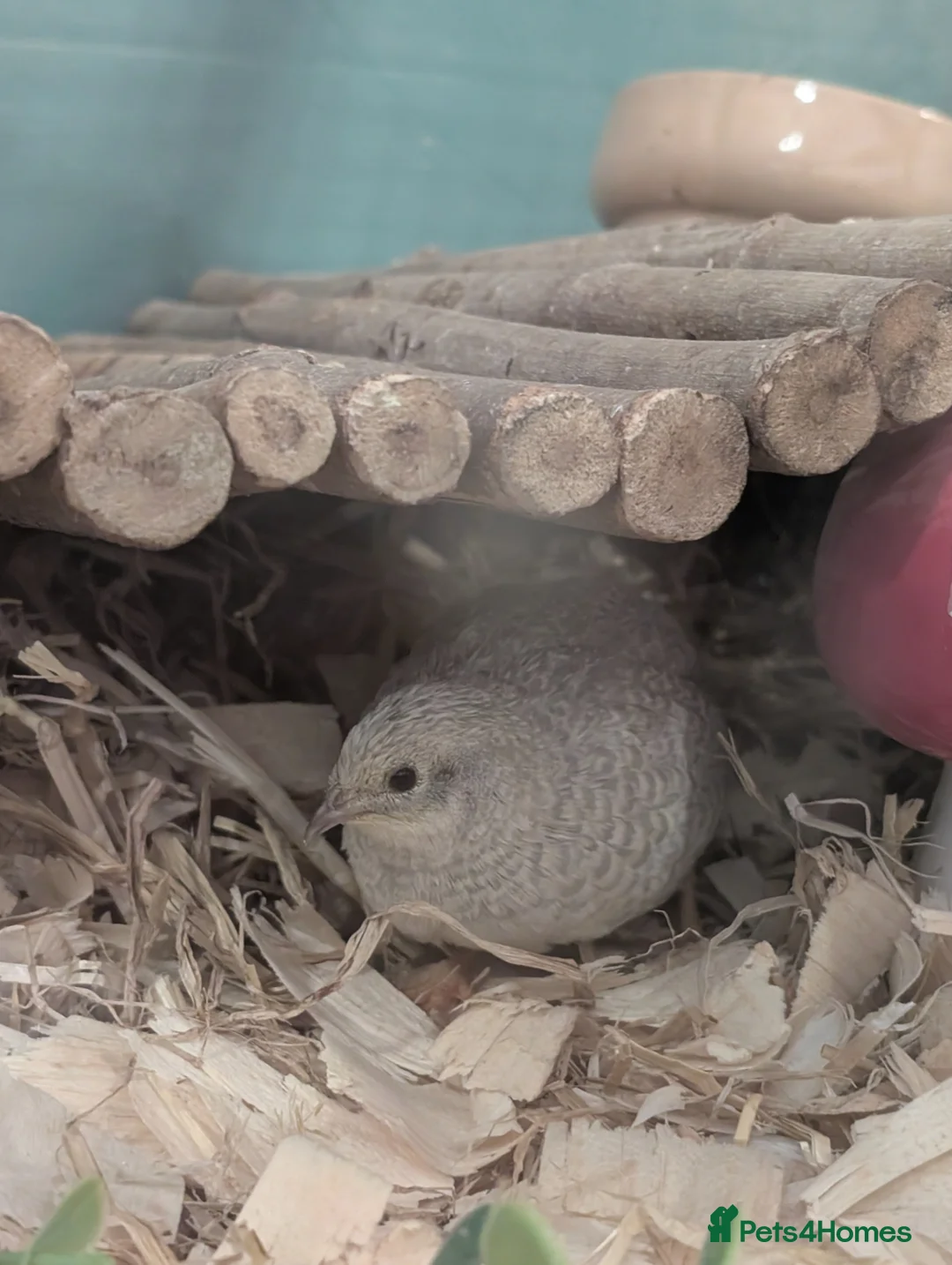 Quail poultry for sale: Two Button For Good Home - Advert 5