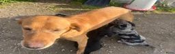 Borador dogs for sale: Beautiful Borador blue Merle / black pups - Advert 4