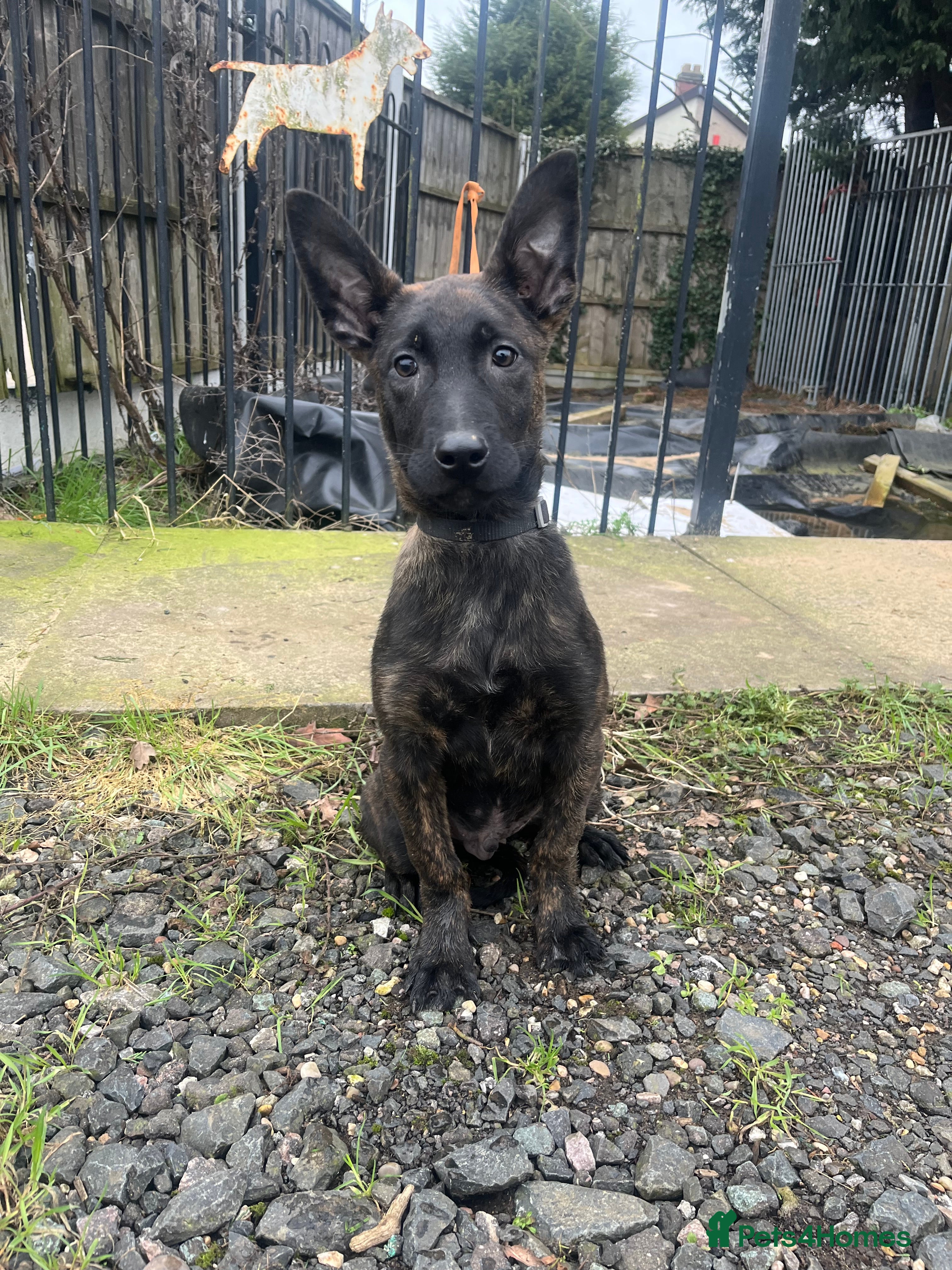 Belgian Shepherd Dog dogs Dutch Shepherd KNPV - Advert 4