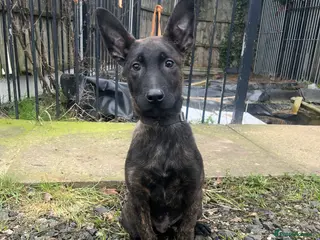 Belgian Shepherd Dog dogs Dutch Shepherd KNPV - Advert 4