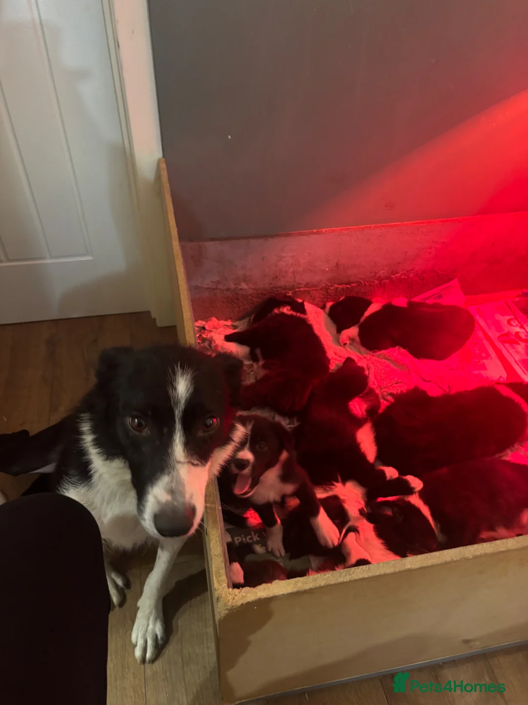 Border Collie dogs for sale: Border Collie Puppies - Advert 1
