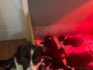 Border Collie dogs Border Collie Puppies - Advert 4