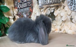 French Lop rabbits for sale: French lop babies - Image 3