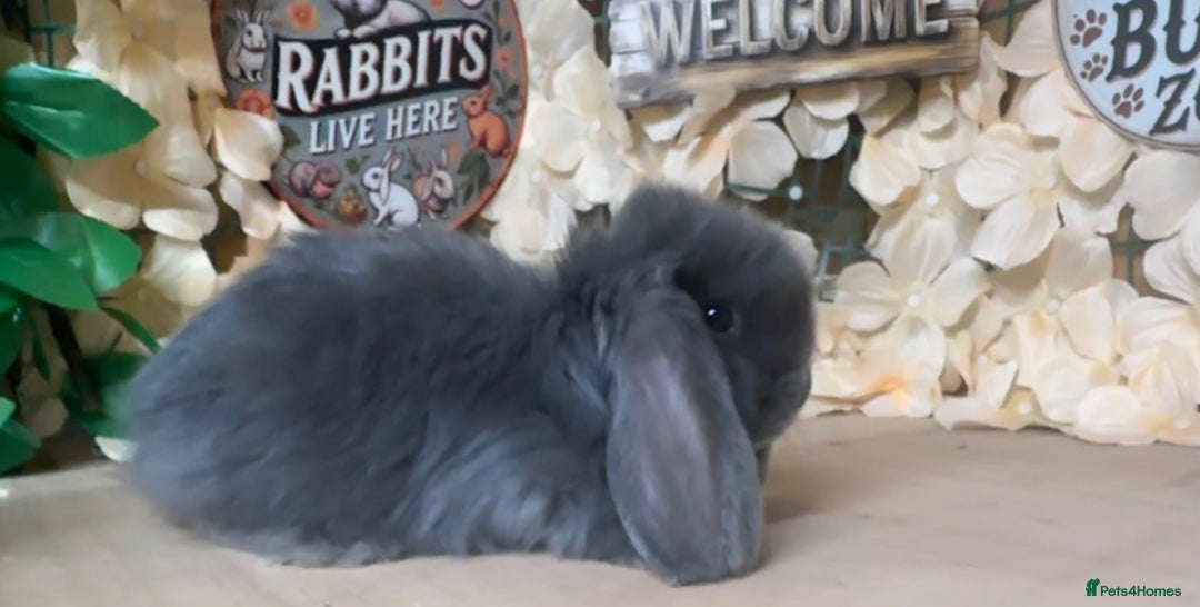 French Lop rabbits for sale: French lop babies - Image 3
