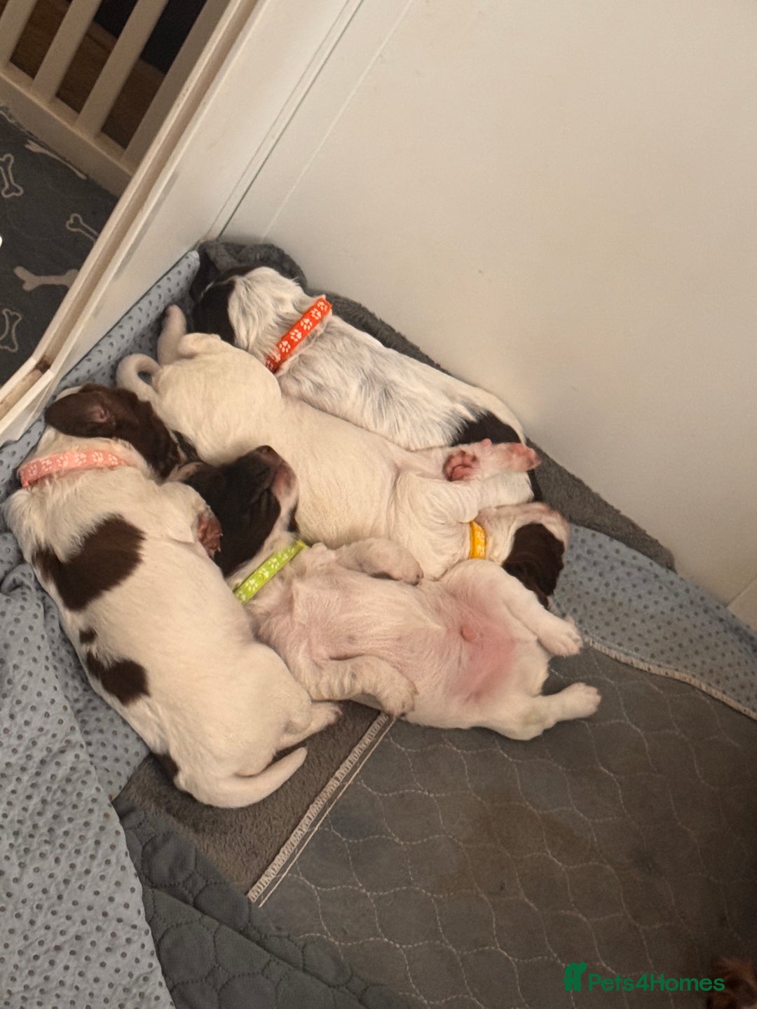 English Springer Spaniel dogs for sale: Springer Spaniel Pups  - Image 7