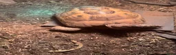 Tortoise reptiles for sale: Male Greek tortoise (pick up South Shields) - Advert 3