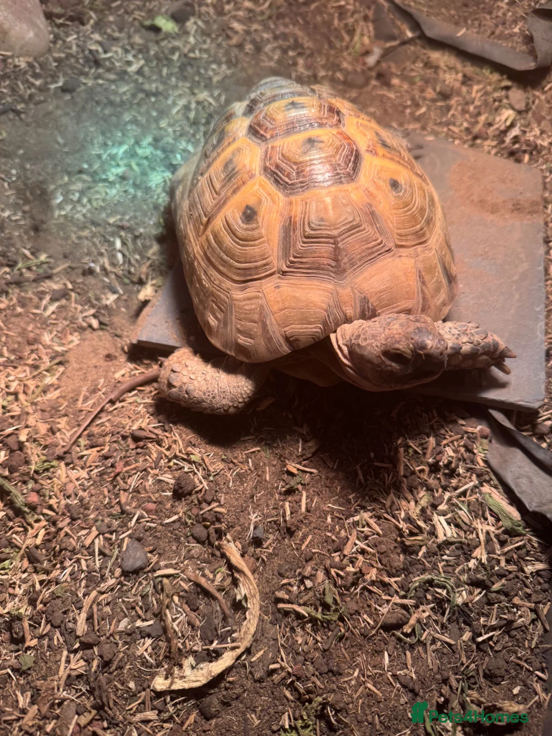 Tortoise reptiles for sale: Male Greek tortoise (pick up South Shields) - Advert 3