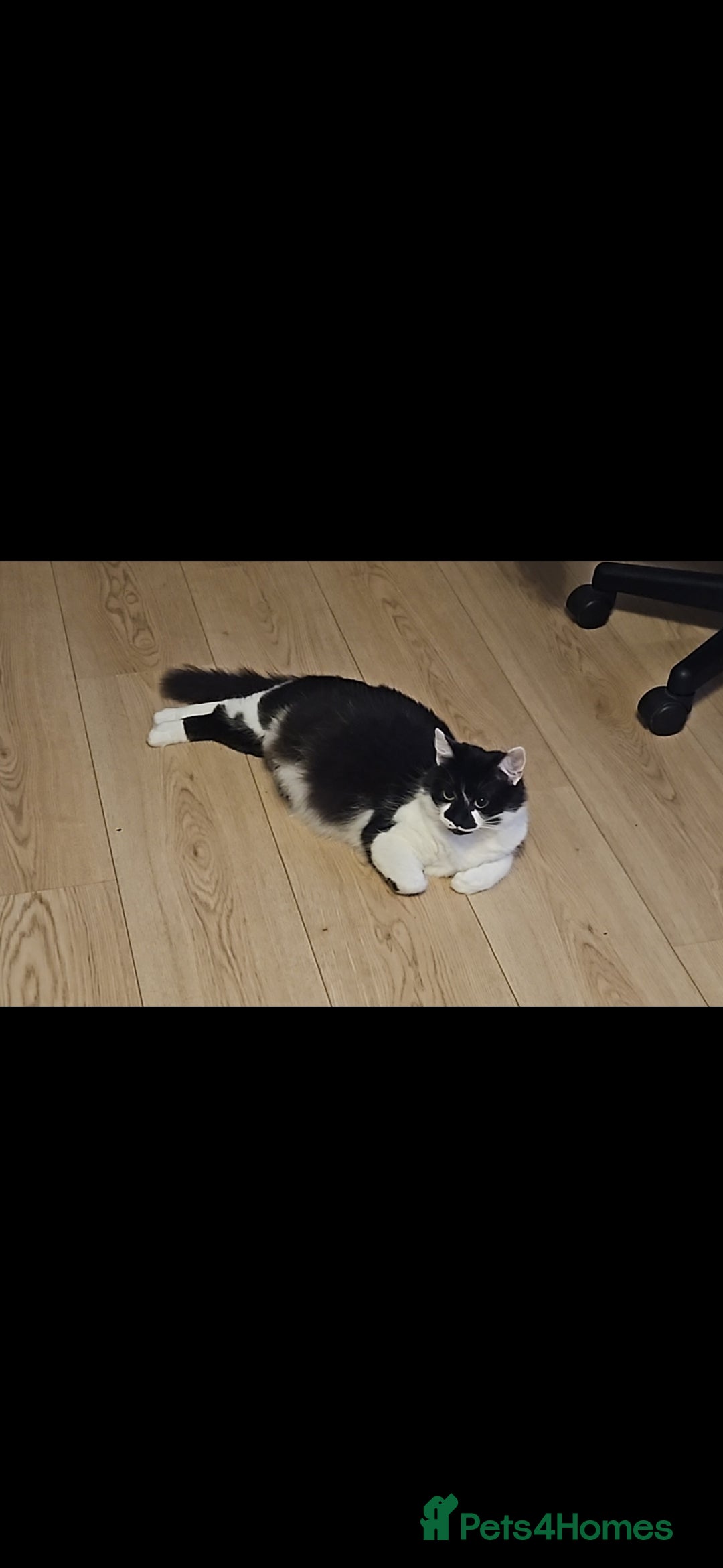 British Shorthair cats for sale: 2 year old female British shorthair - Advert 1