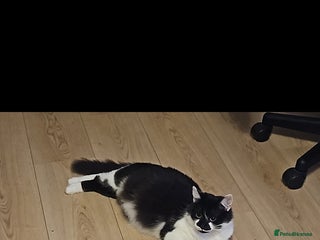 British Shorthair cats 2 year old female British shorthair - Advert 1