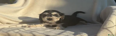 🐾🐶