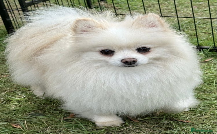 Pomeranian dogs - Advert 11