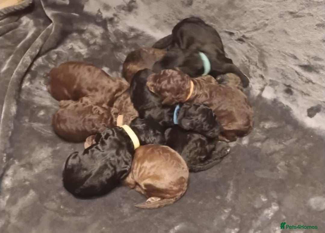 Labradoodle dogs for sale: stunning F2 labradoodle puppies... Available now - Advert 40