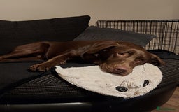 Labrador Retriever dogs for sale: Female labrador retriever - Image 4