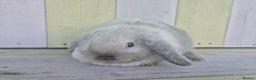 Mini Lop rabbits for sale: 💙 Beautiful and friendly mini lop boys 💙 - Advert 23