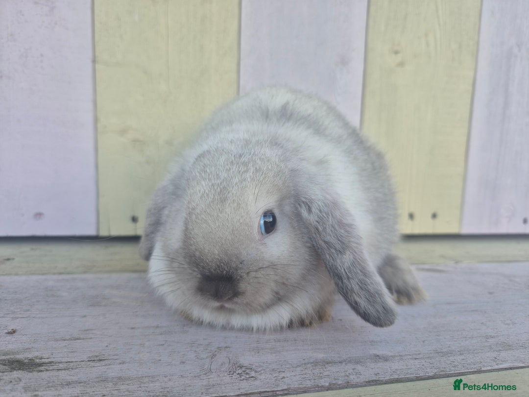Mini Lop rabbits for sale: 💙 Beautiful and friendly mini lop boys 💙 - Advert 23