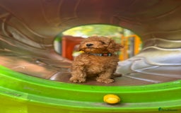 Toy Poodle dogs for sale: Adorable Toy Poodle Puppies  - Image 23