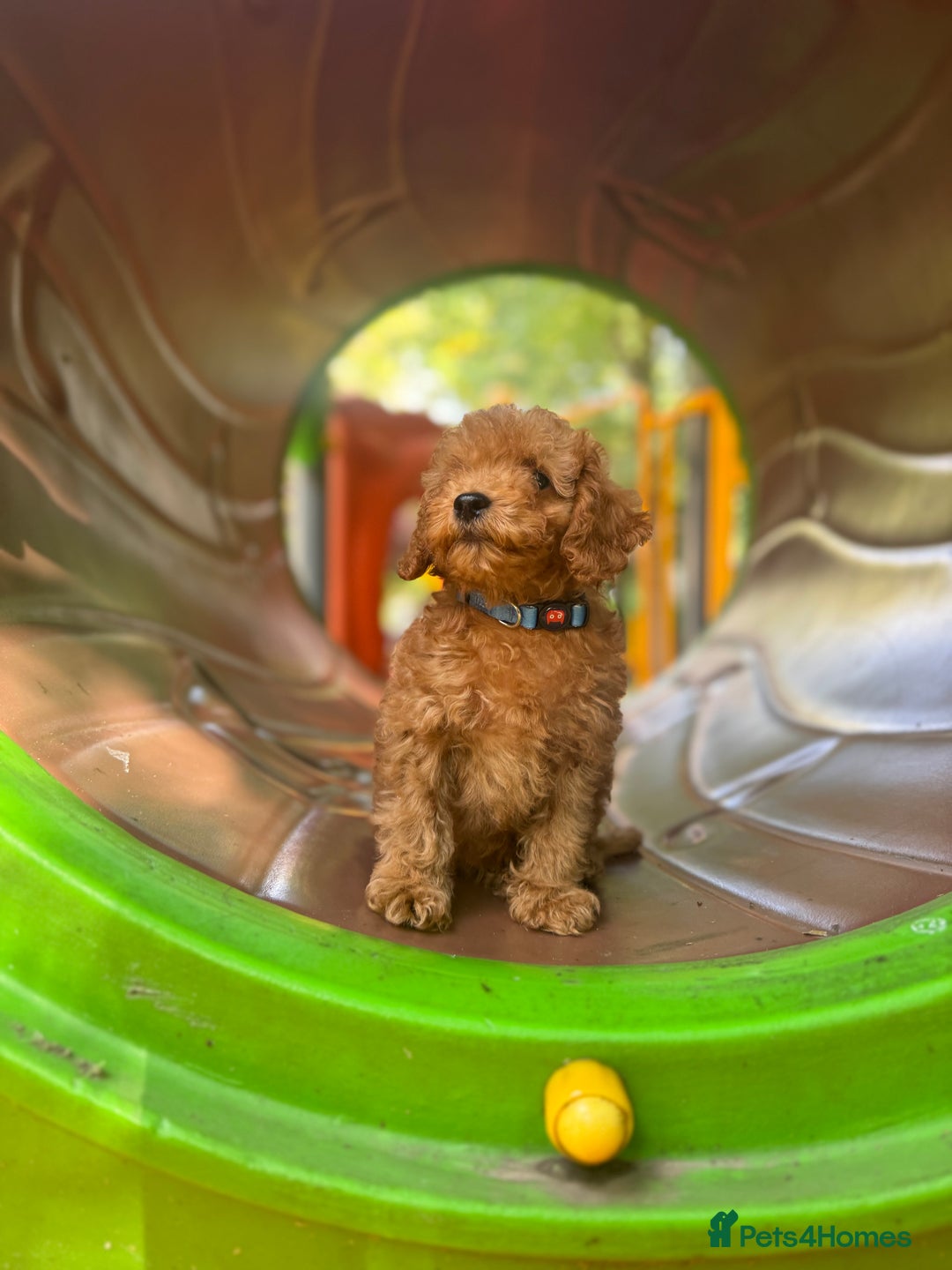 Toy Poodle dogs for sale: Adorable Toy Poodle Puppies  - Image 23