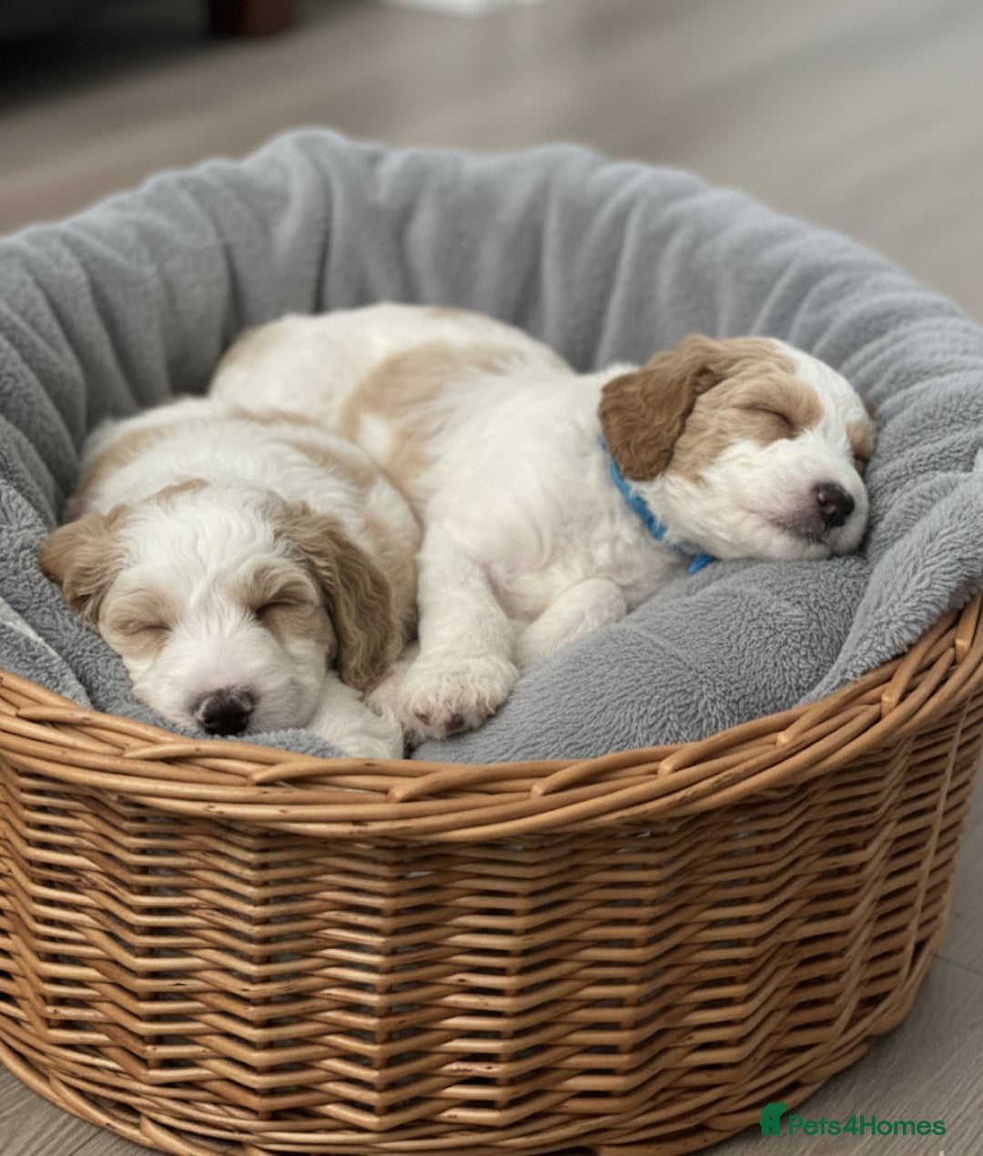 Double Doodle dogs for sale: Parti Double Doodles🐾  - Advert 14