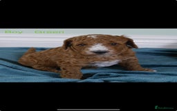 Cockapoo dogs for sale: Gorgeous F1 B cockapoos for sale - Image 5