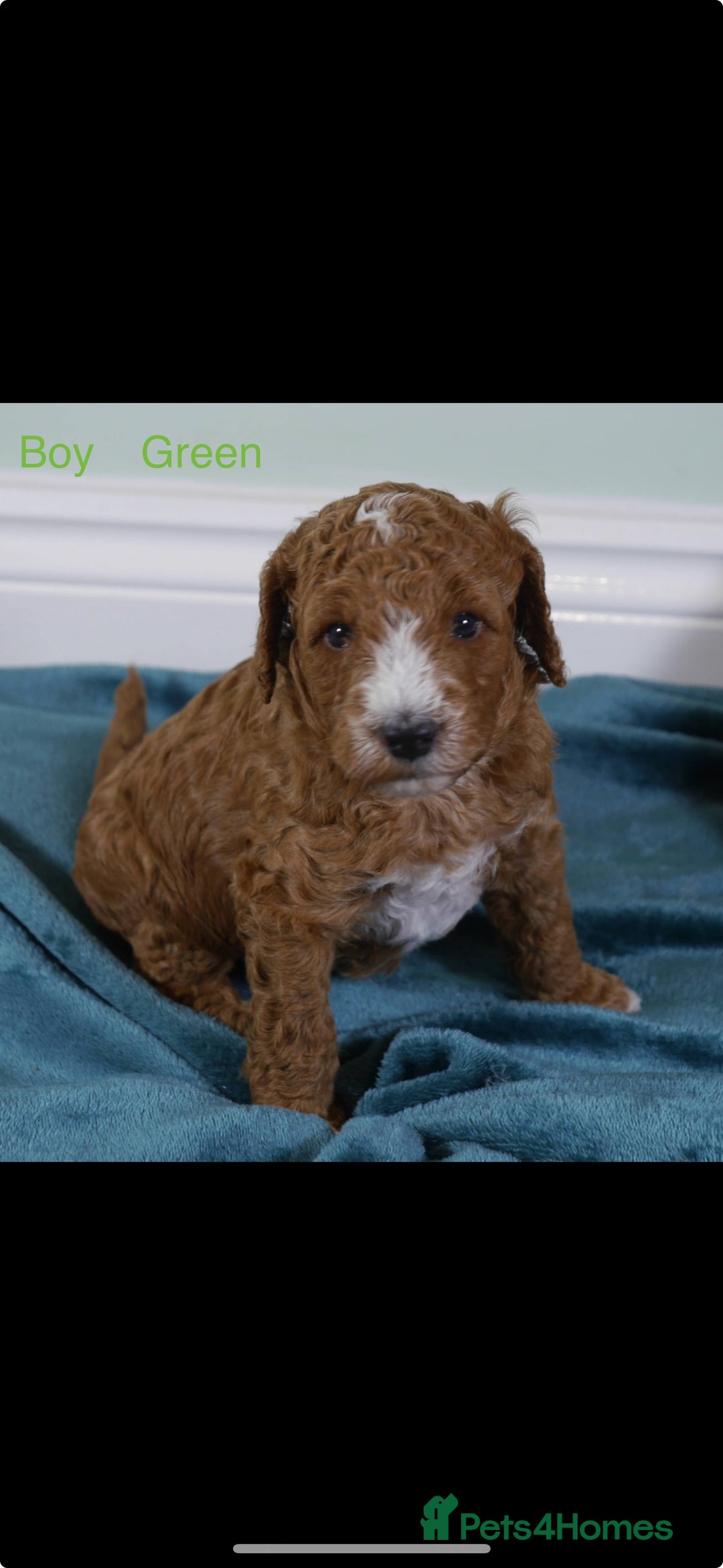 Cockapoo dogs for sale: Gorgeous F1 B cockapoos for sale - Image 5