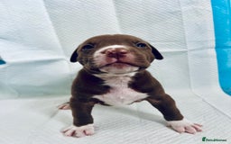 American Bully dogs for sale:  Medium Bully Puppies–XL are banned, these are NOT - Image 15