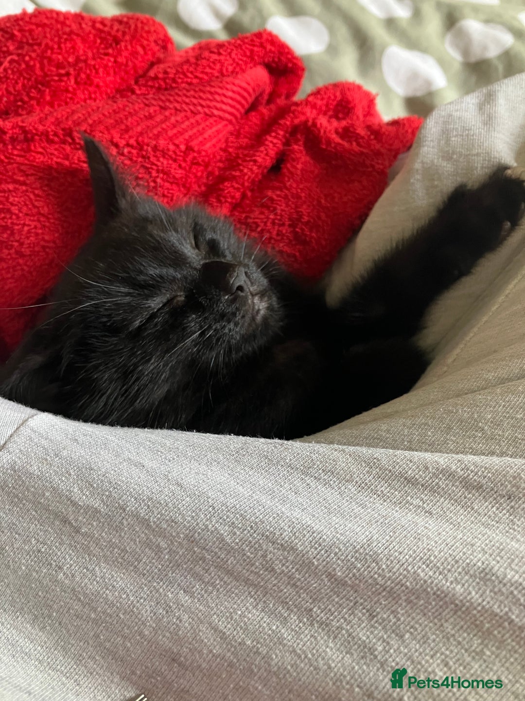 British Shorthair cats for sale: 2 kittens looking for forever home  - Image 9