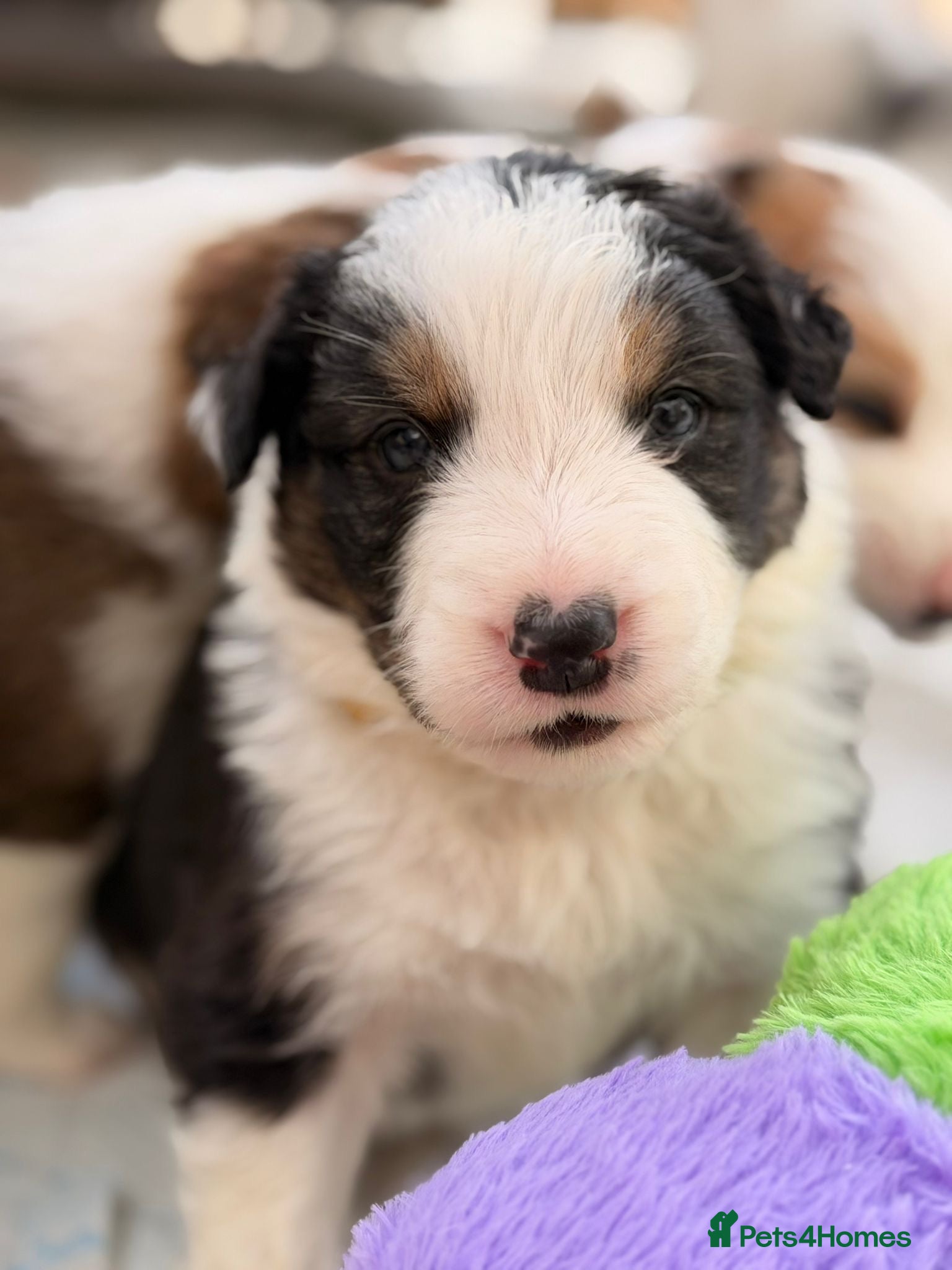 Border Collie dogs Stunning Show line puppies,various colours  - Advert 1