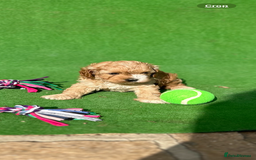 Cavapoo dogs for sale: Cavapoo puppies - Image 5