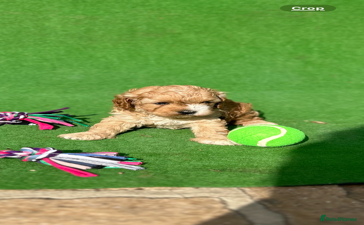 Cavapoo dogs - Advert 16