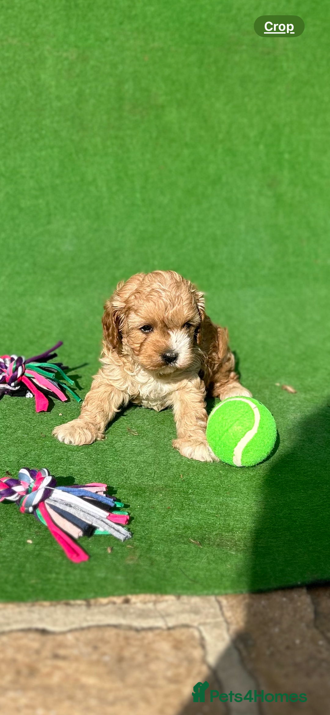 Cavapoo dogs for sale: Cavapoo puppies - Image 5