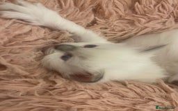 Ragdoll cats for sale: Rag doll kittens  - Image 4