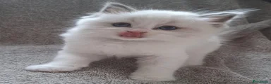 Ragdoll 6