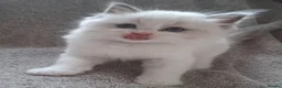 Ragdoll cats for sale: 💙 GCCF Ragdoll Kittens – 4 Girls & 3 Boys 💙 - Advert 8