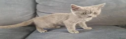 British Shorthair cats for sale: 2 beautiful BSH boys  - Advert 5