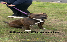 Mixed Breed dogs for sale: Beautiful pups  - Advert 4