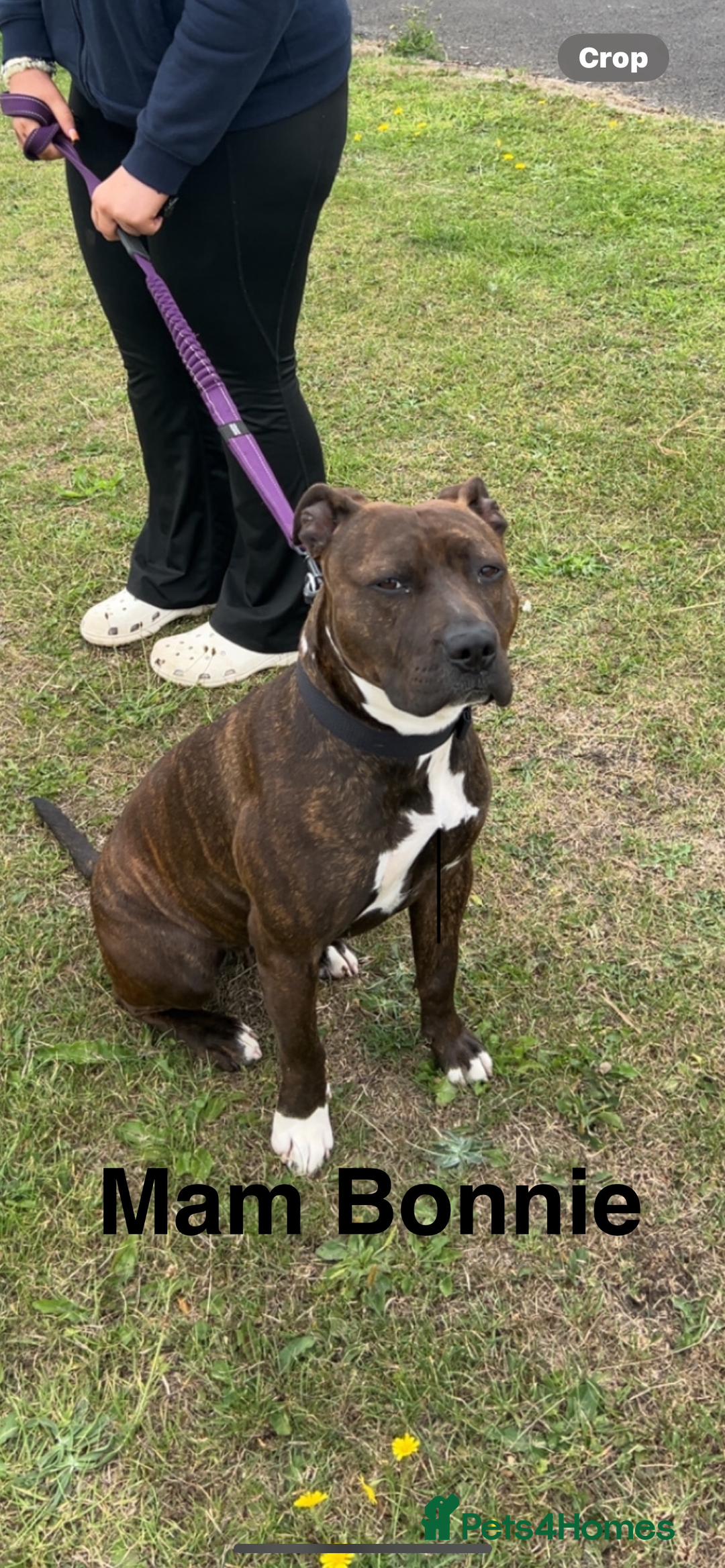 Mixed Breed dogs for sale: Beautiful pups  - Advert 4