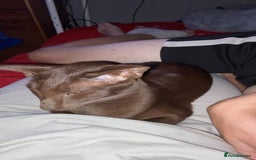 Oriental cats for sale: GCCF Oriental Shorthair Neutered Female For Sale - Image 12
