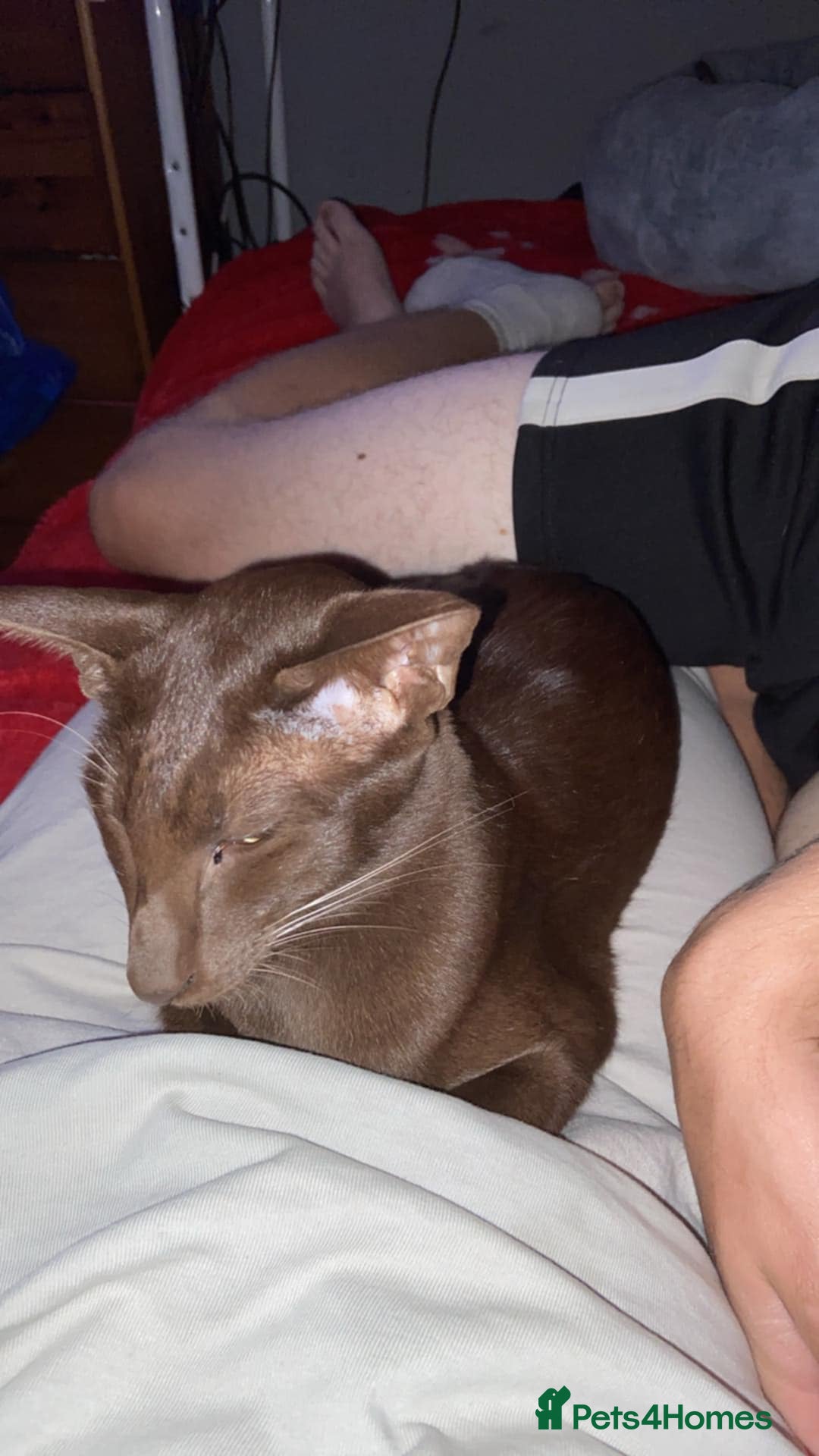 Oriental cats for sale: GCCF Oriental Shorthair Neutered Female For Sale - Image 12