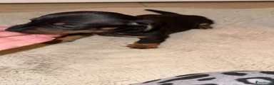 Dachshund Puppy 1