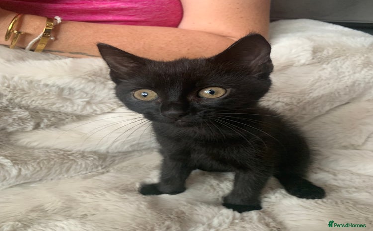 Mixed Breed cats - Advert 5