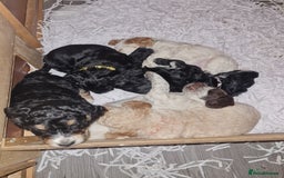 Cockapoo dogs for sale: Stunning F2 cockapoo puppies  - Image 6