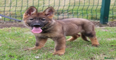 German Shepherd dogs - Advert 11