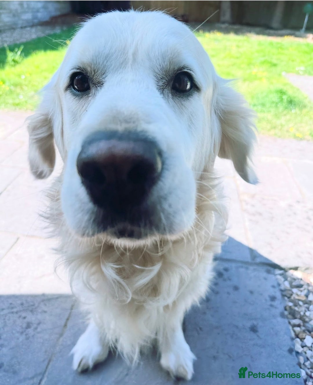 Golden Retriever dogs for stud: STUD – KC Registered Golden Retriever – Proven - Advert 2