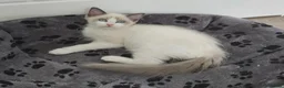Ragdoll cats for sale: RAGDOLL BICOLOUR GIRL BLUE EYES READY NOW  - Advert 8