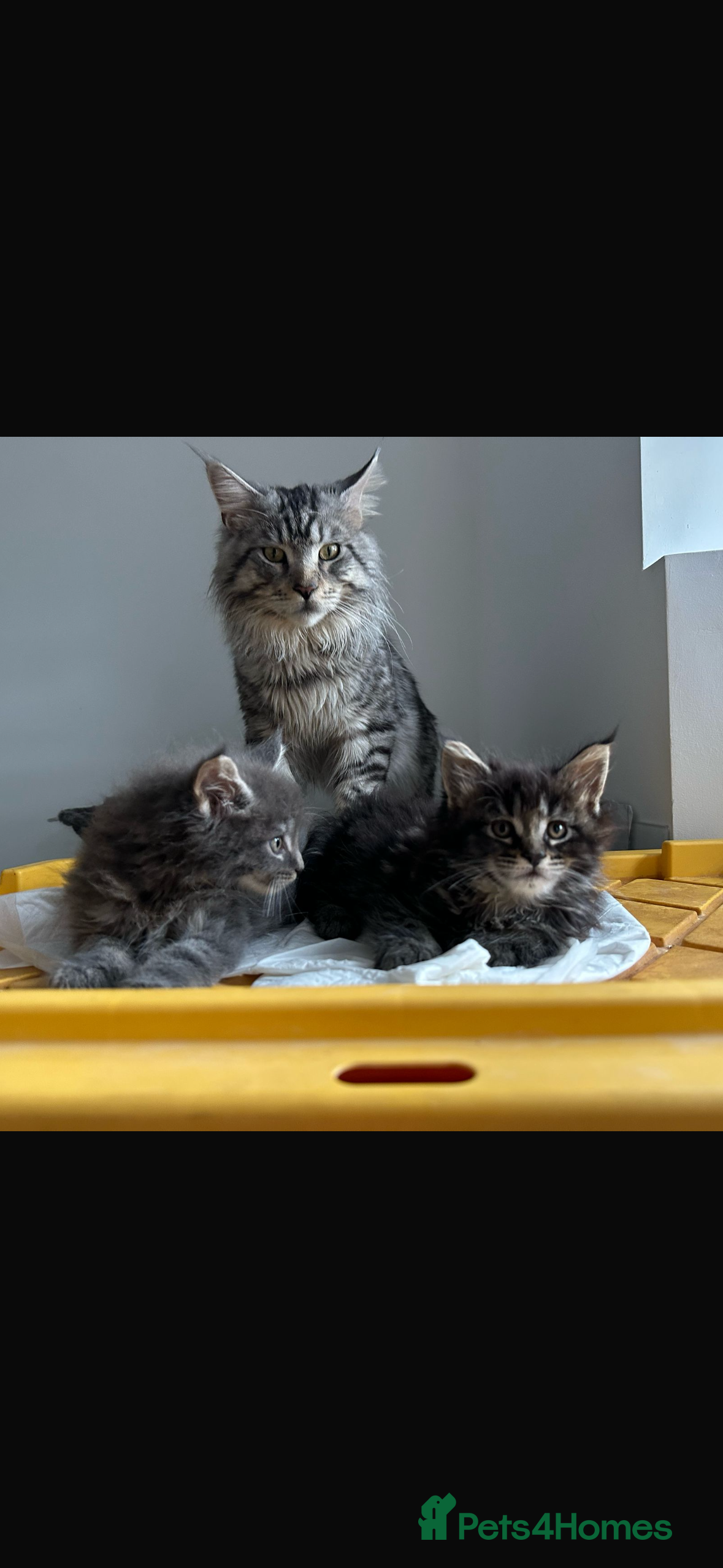 Maine Coon cats Stunning Mainecoon Kitten ONE LEFT  - Advert 2