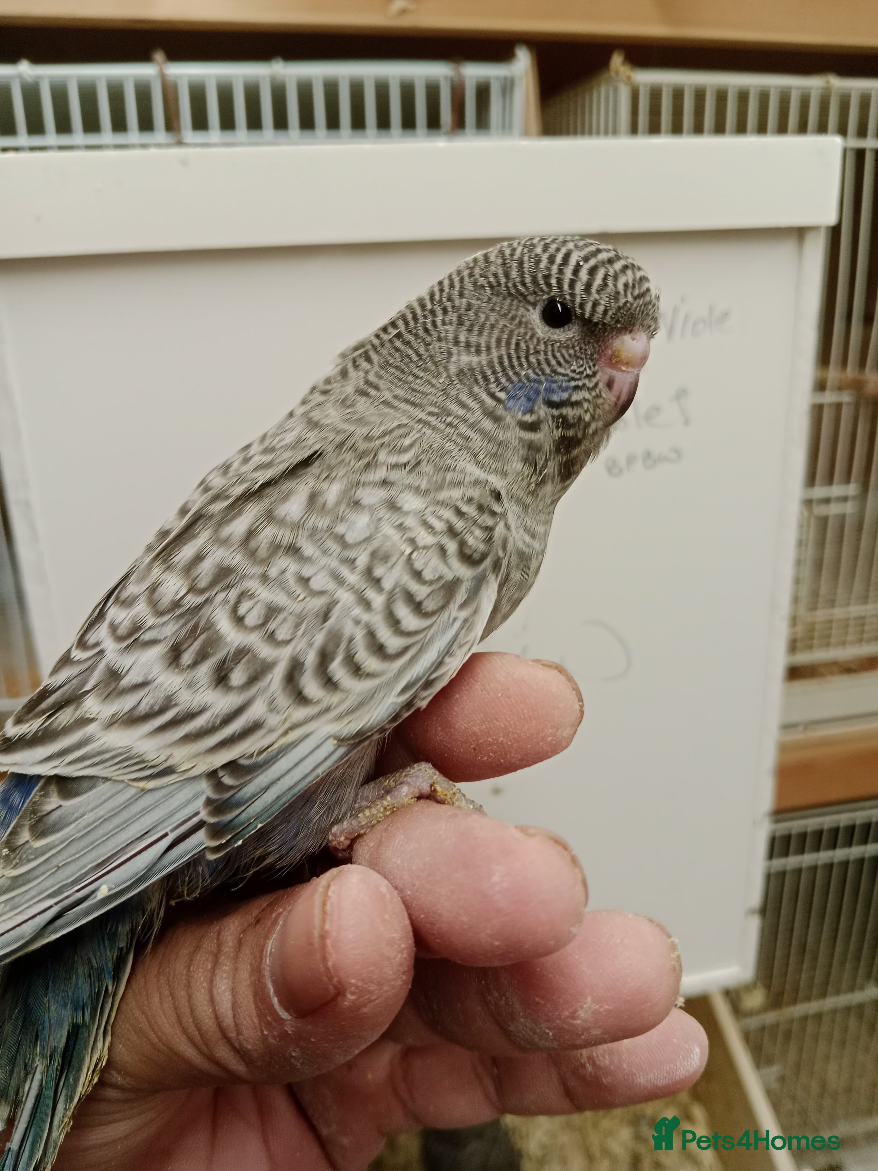 Budgerigars birds Black face melanistic spangle violet for sale  - Advert 21