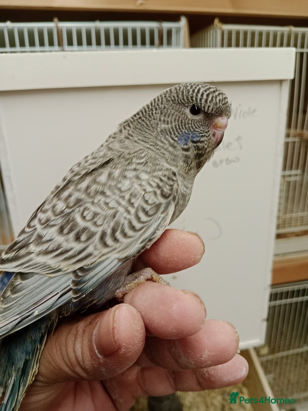 Budgerigars birds for sale: Black face melanistic spangle violet for sale  - Advert 1