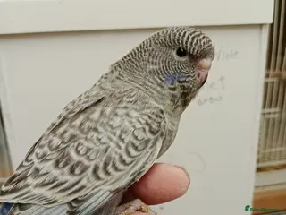 Budgerigars birds Black face melanistic spangle violet for sale - Advert 14