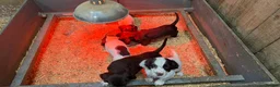 Sprocker dogs for sale: Beautiful Sprocker Spaniels - Advert 17